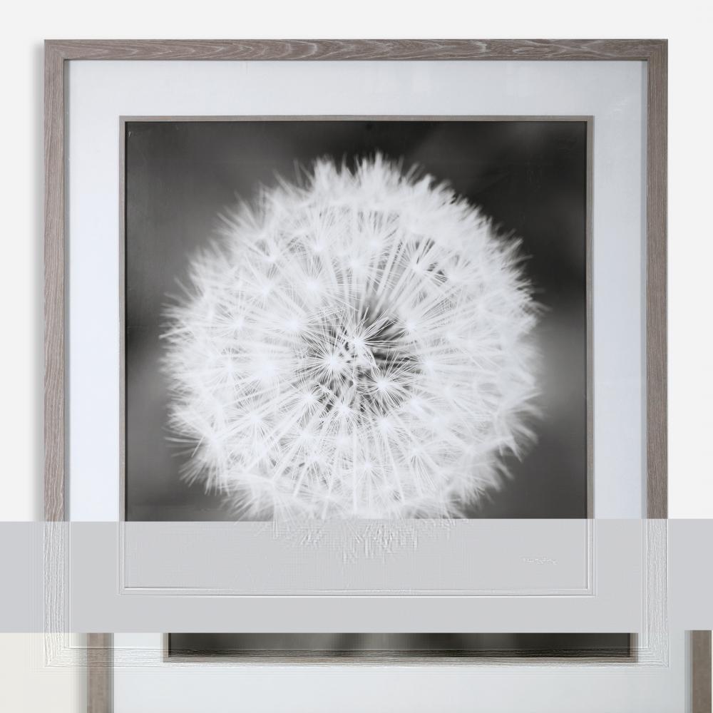 Dandelion Seedhead Framed Print