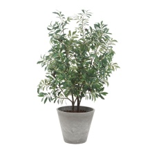 Uttermost 60268 - Uttermost Marisol Potted Olive Plant